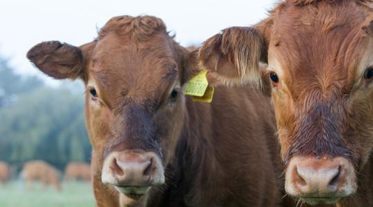 Aggasztó jelek a szigetországban, terjed a kérődzők rettegett betegsége