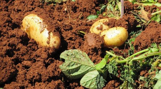 A burgonya felszedésének időzítése sokkal fontosabb, mint gondolnád - ezen a termés is múlhat