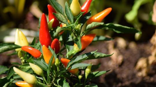 Ezért állhat le teljesen a paprika fejlődése még jó időjárás mellett is