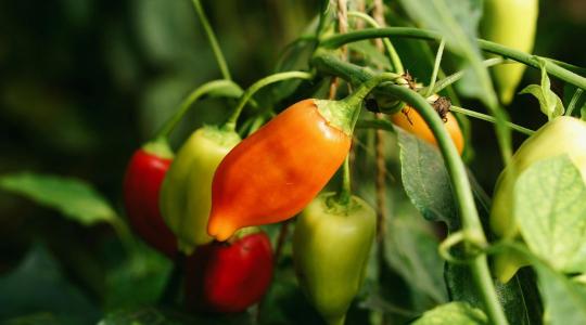 A paprika fejlődése hirtelen leállt? A gyökérnél is lehet probléma