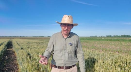 Főpróba aszályban, megvan az eredmény: így vizsgázott az őszi búza az extrém száraz tavaszon