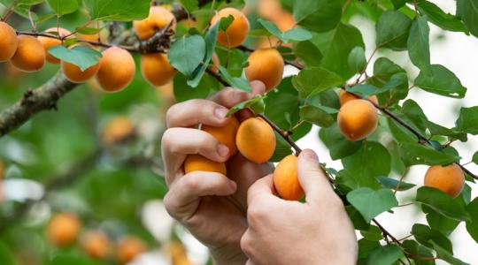 Már 600-ért kínálják: pulton a korai sárgabarack