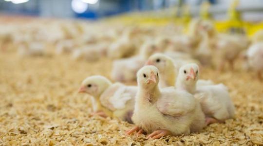 Fokhagymából nyert allicint vizsgálnak kenyai kutatók antibiotikum-alternatívaként brojlercsirkéknél