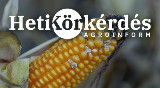 Toxinproblémák kukoricában. Mi a megoldás? – Heti Körkérdés