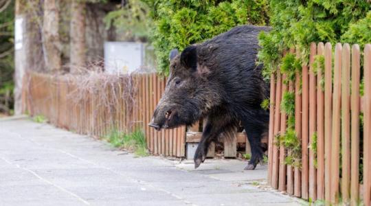 Ki ül a vádlottak padján, ha baj történik? Tisztázatlan a felelősség a belterületi puskahasználatnál