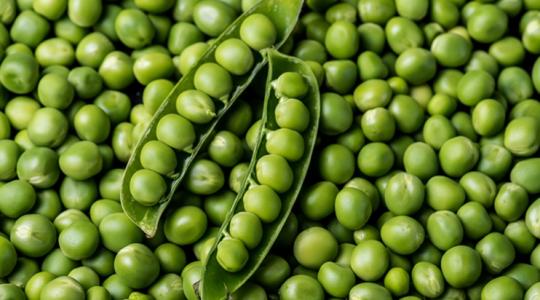Még mindig nagyok vagyunk a borsókonzerv exportjában