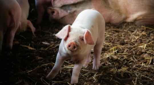 Újabb sertéseket kellett leölni: tovább terjed a járvány