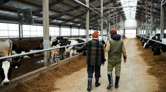 A tejtermelésben és a feldolgozásban is nélkülözhetetlenek a vendégmunkások