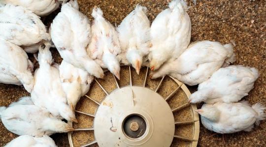 Stagnál az európai takarmányipar – meddig tarthatja lendületben a baromfiágazat?