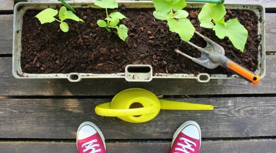 Nincs kerted? 10 tippünk is van, hogy mi terem meg könnyedén balkonládában!