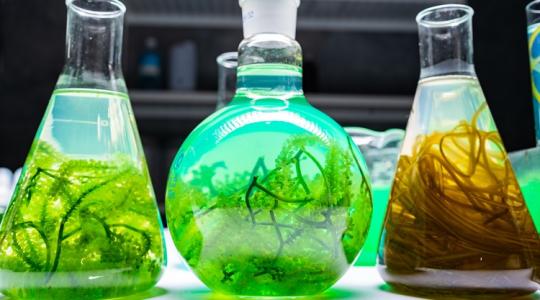 Nagy reményeket fűznek a bioalgákhoz a spanyol citrustermesztők