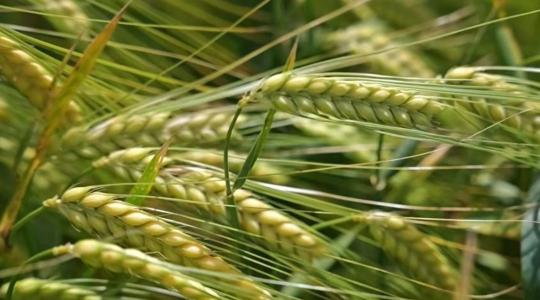 Megoldások a korai takarmányárpától a későn vethető tavaszi genetikákig