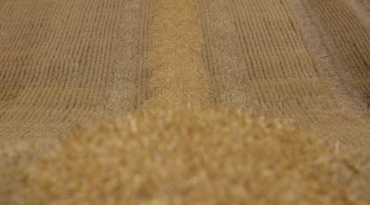 Harmadannyi vízzel tesztelték a búzát: látványos különbségeket találtak a fajták között
