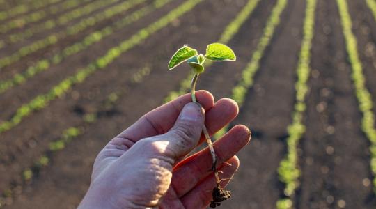 Sokak dilemmája: kritikus ponton a szója jövedelmezősége