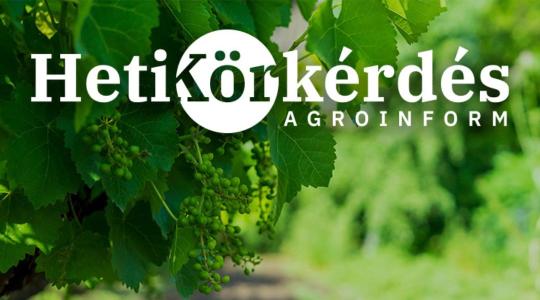 Sürgős beavatkozások szőlőben, gyümölcsösben – Heti Körkérdés