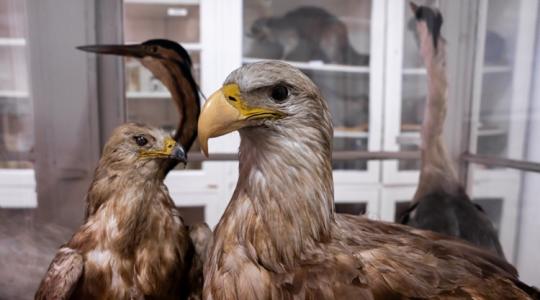 Járványkockázat: így védenék a határ menti vadállományt és a telepeket