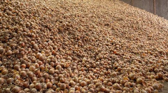 Szomorú: a nagy hagymákat is nehéz eladni