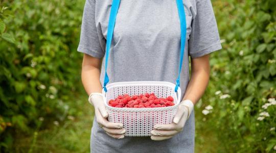 Szedd magad és termelői málna: most van a szezonja, ilyen árakra számíts