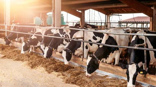 Digitális modell segíti a tejtermelés elemzését