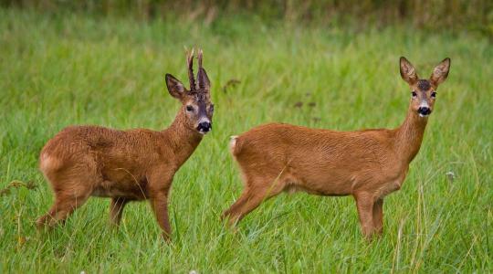 Mi változik a vadkárfelmérésben 2026-tól?