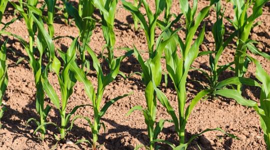 Számolni kell velük: Zemma és Zamira néven érkezik két új kukoricahibrid