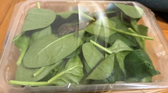 Óvatosan az importzöldséggel: olasz fali gyík lapult a szállítmányban