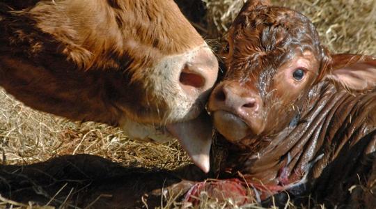 Befagyott itatók, jéghideg talaj: kegyetlen tél várta az újszülött borjakat