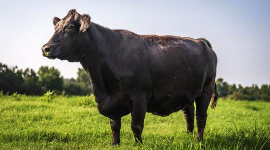 Megugrott a marhaexport és az árak: ezért lehet erős éve az ágazatnak