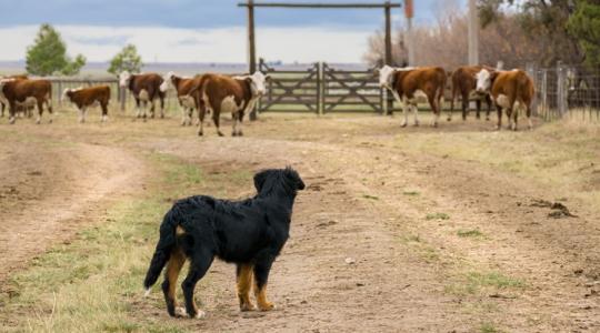 Elszabadult kutyák vs. dühös állattartók