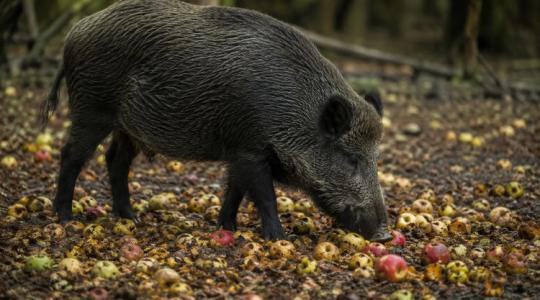Őshonos vadgyümölcsfák: természetes megoldás a vadkár ellen
