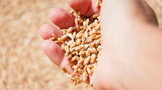 A Bászna-ügy és a gabonaárak – így látják a gazdák