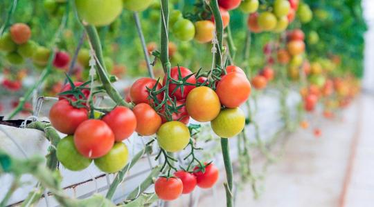 Viharos hónapok Andalúziában – megrendült a hajtatott zöldségtermesztés