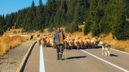 Nő a nyomás a határainkon: a kiskérődzők pestise kopogtat