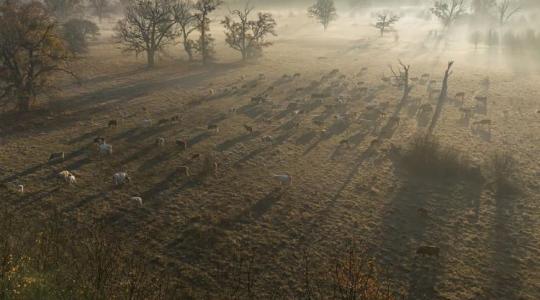 Ez lett 2026 élőhelye – a fáslegelő titka