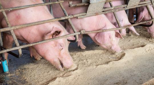 Olcsó hús: a fogyasztók örülhetnek, de a tenyésztők lassan belerokkannak