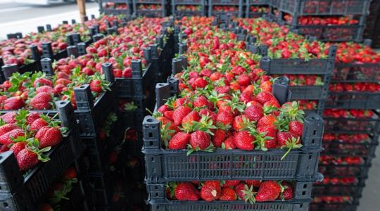 Lajosmizsei epernek hitték, de import volt: 2,7 tonnát kellett megsemmisíteni