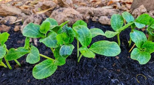 Itt a titok! Már most tehetsz érte, hogy az uborka ne legyen keserű és apró!