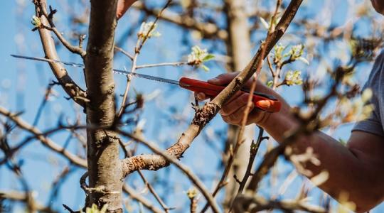 Ezt ne rontsd el! Ezekre figyelj a körtefa metszésénél, hogy bőséges termést hozzon!