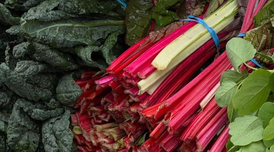 Mángold termesztése és folyamatos szedése a nyári hónapokban