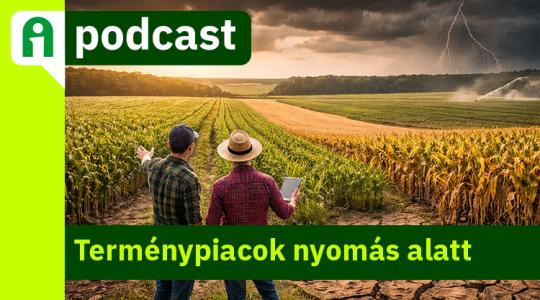 Hozamcsökkenés és átalakuló gabonapiac: Mit tehet a magyar gazdálkodó? 