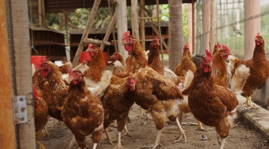 Újdonság a kötelező ENAR-adategyeztetésben: a baromfitartókra is vonatkozik