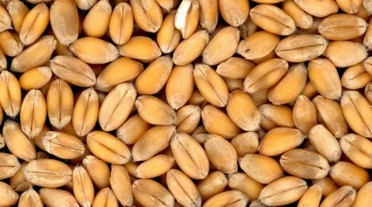 Mi történt a búza árával?