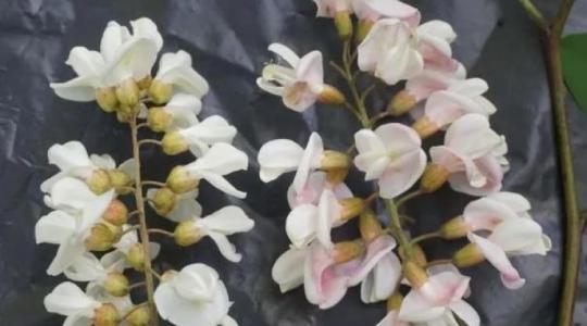 Most dől el az akácméz jövője? A méhészek nem vártak tovább