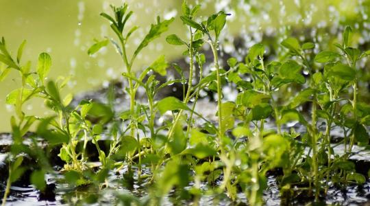 Sivatagi technológia az Alföldön: ilyen trükkökkel győzhetjük le a szárazságot