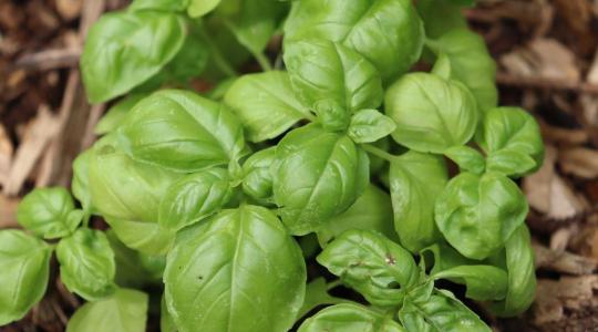 Bazsalikom szárrothadás (fuzárium) tünetei és a megelőzés lépései