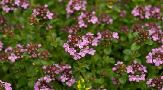 Évelő fűszernövények nyári metszése: kakukkfű, zsálya és szurokfű gondozása