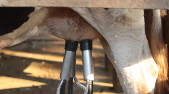 Kukorica és tejpiac: ezek lehetnek az agrárium gyenge pontjai