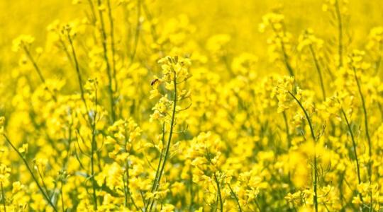 Megtartsuk-e a repcét? Szakmai döntések vízhiány és költségek között