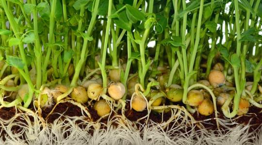 Ez a növény imádja a kánikulát, ideje komolyan venni?