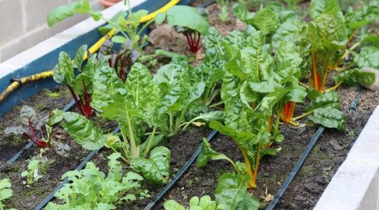 Először lesz veteményesed? Segítünk, hogy elkerüld a hibákat és könnyedén legyen bőséges termésed!